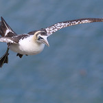 Young Gannet