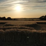 Inside Barbury castle Wiltshire crop circle