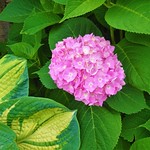 Laughter is the best medicine.