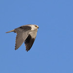 Peneireiro Cinzento - Elanus caeruleus - Black winged kite