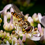Hoverfly breakfast time
