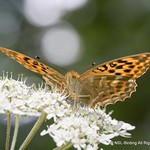 Silver Washed Fritillary (female)