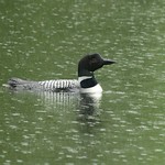 Common Loon - Rainy day on the lake