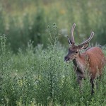 2020-07-08_Daguet_1364