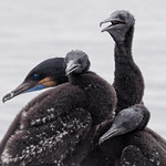 Cormorant Family Portrait
