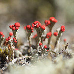 Devil's matchstick lichen