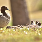 Australian Wood Duck family