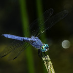 Blue Darter On A Stick
