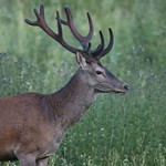 2020-07-09_Cerf_1439