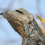 Portrait of a Great Potoo
