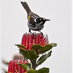 New Holland on Banksia Coccinea