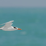 Sterne royale - Thalasseus maximus - Royal Tern