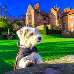 The Dog looking over the wall