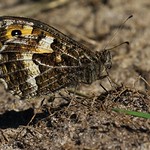 Grayling - Hipparchia semele- Middlebere Dorset - 300720 (2)