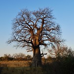 BOTSWANA - Chobe National Park