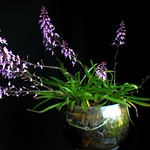 Almost everything blooms.