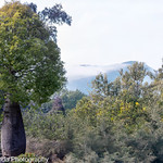 Pretty Queensland Bottle tree