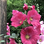 Hollyhocks