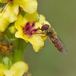 Marmalade Hoverfly