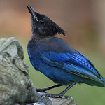 Steller's Jay - 094A5006a1c1