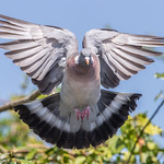 Woodpigeon