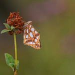 Queen of Spain fritillary (Issoria lathonia)