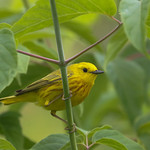 Yellow Warbler
