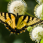 0P7A0775 Eastern Tiger Swallowtail Butterfly, Canada