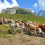Le mucche tornano alla stalla nella Malga Juribello, nei pressi del Passo Rolle (Trentino), Explore Sep 1, 2020 #258
