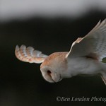 Beauty, flying against the wind!
