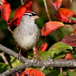 1.29724 Bruant &agrave; couronne blanche / Zonotrichia leucophrys leucophrys / White-crowned Sparrow