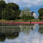 Cranberry Harvest - Pitt Meadows, BC