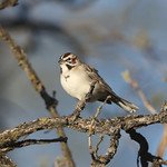 Lark Sparrow