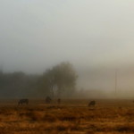 Washington state - Ellensburg - Pastorale