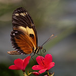 Tiger Longwing