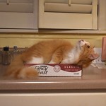 Jimmy in the Fancy Feast box