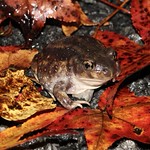 Eastern Spadefoot Toad, Delaware, USA, October 2020