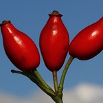 Dog Rose Hips - Rosa canina 141020 (4)