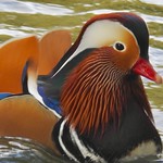 Mandarin Duck