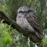 Tawny Frogmouth