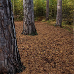 Guardians of the Path