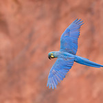 Lear's macaw (Anodorhynchus leari)