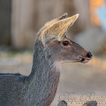 Black-tail_Deer_06