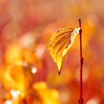 More from the Winter Garden