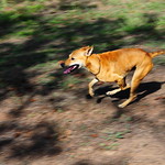 ,, The Pipsqueak Zooming ,,