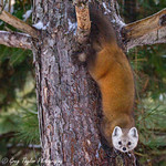 The World From Upside Down