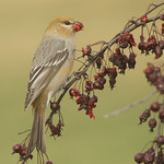 Pine Grosbeak