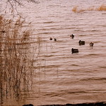 TOLLENSESEE IMG_2406