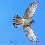 American-Kestrel_05