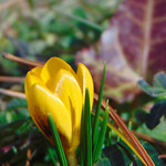 First Crocus